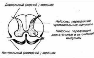 Препараты при шейном остеохондрозе с корешковым синдромом