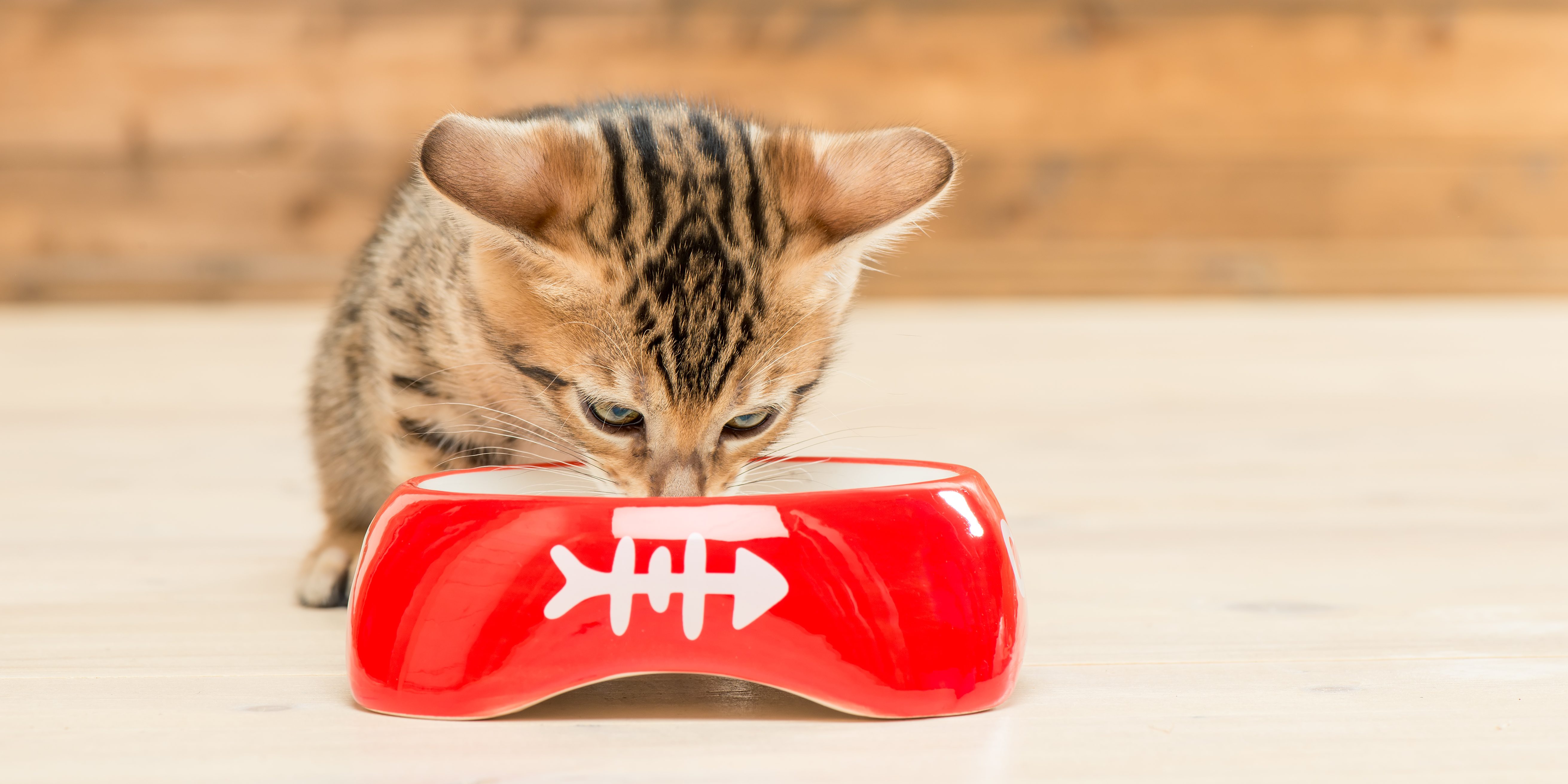 бенгальская кошка чем кормить