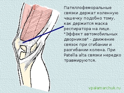 связка удерживающая коленную чашечку